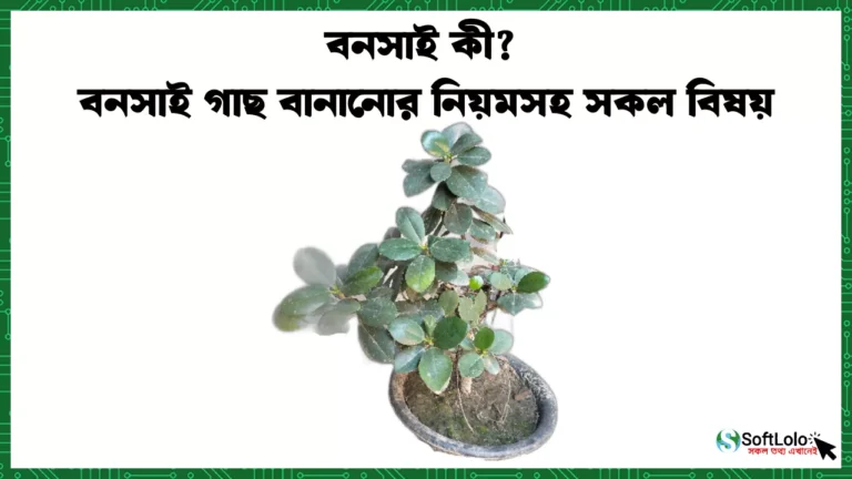 বনসাই গাছ বানানোর নিয়ম